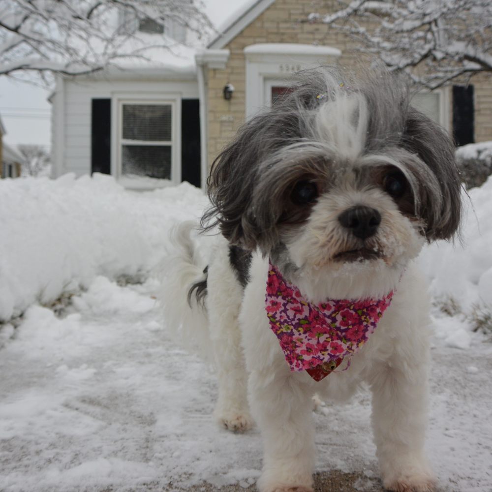 Vanity Fur - Pet Groomers Near Me - Milwaukee, Wisconsin Vanity Fur - Pet Groomers Near Me - Milwaukee, Wisconsin