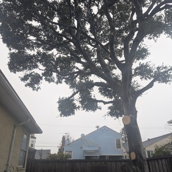 Garcia Professional Tree Service - After - Tree Services Near Me