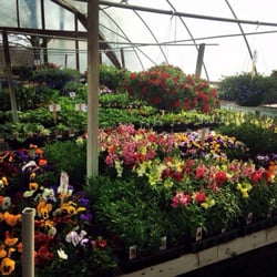 The Henrys' Plant Farm - Flowers!