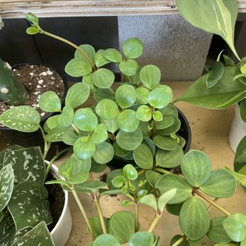 PlanterSam - Peperomia hope!! So perfect! - Nurseries & Gardening Near Me - Vista, California PlanterSam - Peperomia hope!! So perfect! - Nurseries & Gardening Near Me - Vista, California
