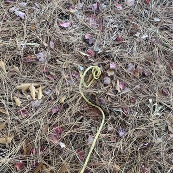 Fencing by Jason Smith - These are some wires they cut and threw in my yard. - Fences & Gates Near Me