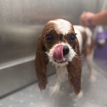 Haute Dog - Pet Groomers Near Me - Fairfax, Virginia Haute Dog - Pet Groomers Near Me - Fairfax, Virginia