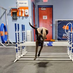 Zoom Room Dog Training - Jumping 4 at once in agility