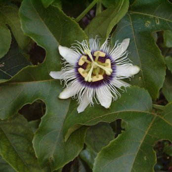 Richard Lyons Nursery - Edible Passiflora edulis - Nurseries & Gardening Near Me - Miami, Florida