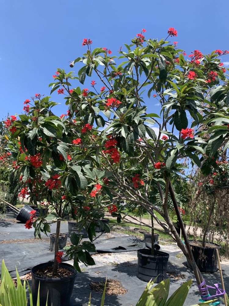 SOUTHERN GARDENS NURSERY CLOSED Updated 2024 62 Photos & 10