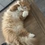 Photo of Pet Lux
