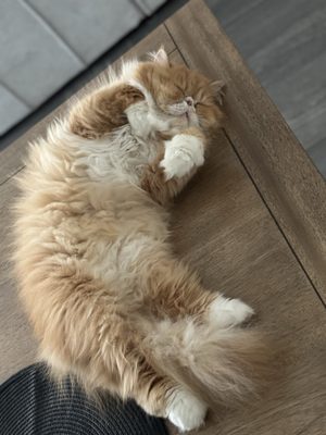 TOP 10 BEST Cat Nail Trim in Palm Springs, CA - Updated 2026 - Quality &  Affordability - Yelp