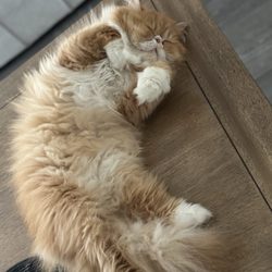 Pet Lux - Nap time