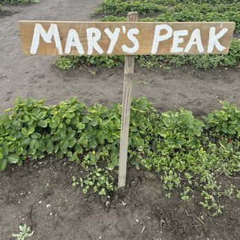 Bailey Family Farm - Pick Your Own Farms Near Me - Snohomish, Washington