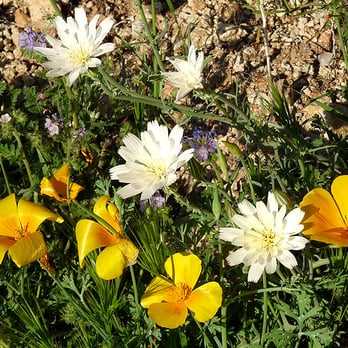 Wind Cave Trail - Springtime flowers along the Wind Cave Trail. - Hiking Near Me - Mesa, Arizona
