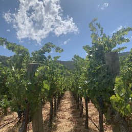 rows of grape vines in a vineyard