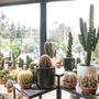 Photo of Horticultural Italia