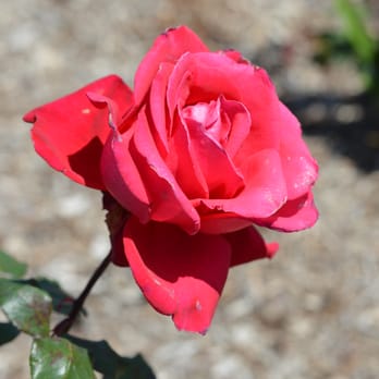 The Flower Fields - April 15, 2012 - Red rose - Venues & Event Spaces Near Me - Carlsbad, California The Flower Fields - April 15, 2012 - Red rose - Venues & Event Spaces Near Me - Carlsbad, California