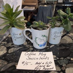 Joe 2 Go - Succulents