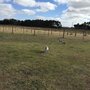 Photo of Gum Tree Caravan Park