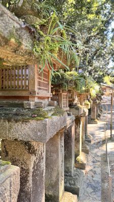 Kasugataisha Shrine by null