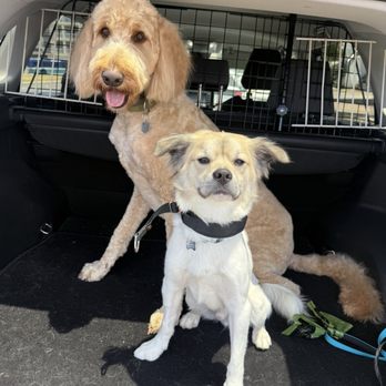 Raining Cats & Dogs - Chewie and Max love getting their grooming done with Tony! - Pet Stores Near Me - Escondido, California Raining Cats & Dogs - Chewie and Max love getting their grooming done with Tony! - Pet Stores Near Me - Escondido, California