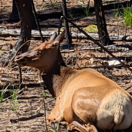 Female Elk resting among the burned forest