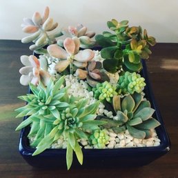 Our new plant!