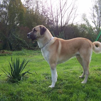 Lucky Star Dog Training and More - Dog Walkers Near Me Lucky Star Dog Training and More - Dog Walkers Near Me
