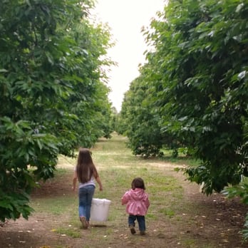 Seko Ranch Cherries - Fruits & Veggies Near Me - Brentwood, California Seko Ranch Cherries - Fruits & Veggies Near Me - Brentwood, California