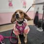 Photo of Woof Gang Bakery And Grooming