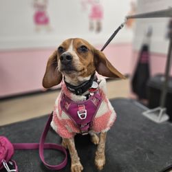 Woof Gang Bakery And Grooming