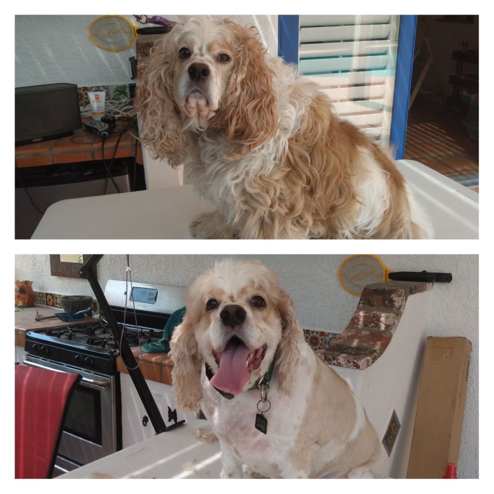 FURRY CRITTERS GROOMING SALON Updated August 2024 34 Photos & 10