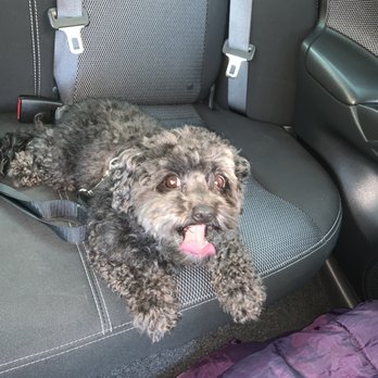 Petco - My dog after getting "groomed" - Pet Stores Near Me - Las Vegas, Nevada Petco - My dog after getting "groomed" - Pet Stores Near Me - Las Vegas, Nevada