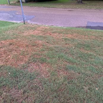 Mid-South Turf Professionals - Fertilizer burn. - Lawn Services Near Me - Oakland, Tennessee Mid-South Turf Professionals - Fertilizer burn. - Lawn Services Near Me - Oakland, Tennessee