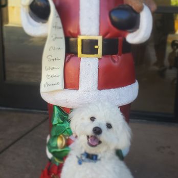 HaloK9 Upland - Chowder Rescue dog and Santa paws. Naughty or Nice!! - Pet Training Near Me - Upland, California HaloK9 Upland - Chowder Rescue dog and Santa paws. Naughty or Nice!! - Pet Training Near Me - Upland, California