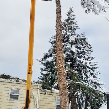 Deep Roots Tree - Tree Services Near Me Deep Roots Tree - Tree Services Near Me