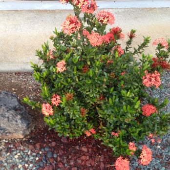 Koba's Nursery - Orange ixora plants in my yard - Nurseries & Gardening Near Me - Waimanalo, Hawaii
