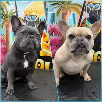 Boujee Mobile Pet Grooming - Pet Groomers Near Me Boujee Mobile Pet Grooming - Pet Groomers Near Me