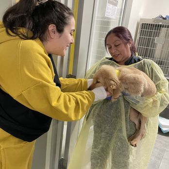 Veterinary Emergency Group - Puppy cured from Parvo and going home! - Emergency Pet Hospital Near Me - San Ramon, California