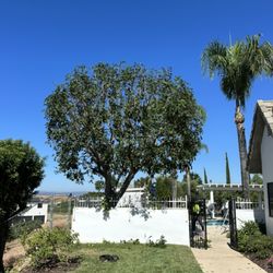Active Landscape And Tree Service - Shape and thin carrot wood tree !