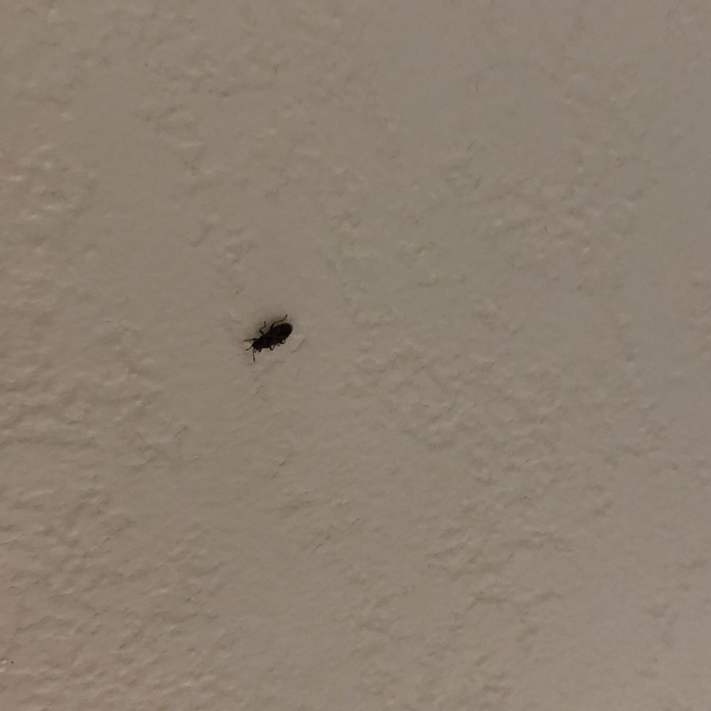 Roach suspect... Roach suspect...
