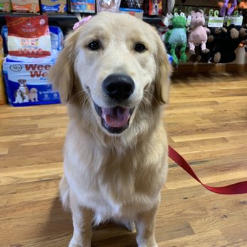 Pets Boutique - Pet Groomers Near Me - Manhasset, New York