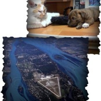 Island Animal Clinic - Veterinarians Near Me - Grosse Ile, Michigan Island Animal Clinic - Veterinarians Near Me - Grosse Ile, Michigan