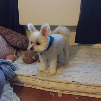 QQ Pets Grooming - Pet Groomers Near Me - New York, New York QQ Pets Grooming - Pet Groomers Near Me - New York, New York