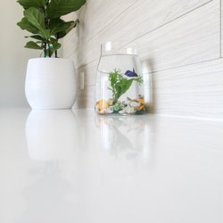 Hydrate IV Bar - 'IV' our betta fish.