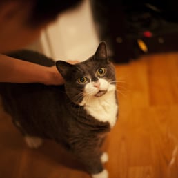 Adopted Josie from this THS. Sweetest cat in the world (to me). Adopted Josie from this THS. Sweetest cat in the world (to me).