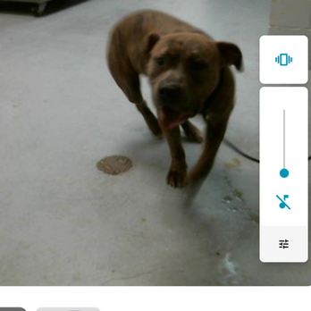 Montgomery County Animal Shelter - I need him back - Animal Shelters Near Me - Conroe, Texas