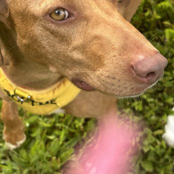 Kauai Humane Society - This is MJ. sweet hound dog. Available for adoption for Kauai Humane society. - Animal Shelters Near Me - Lihue, Hawaii Kauai Humane Society - This is MJ. sweet hound dog. Available for adoption for Kauai Humane society. - Animal Shelters Near Me - Lihue, Hawaii