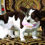 Photo of Rhoda’s Master Pet Grooming
