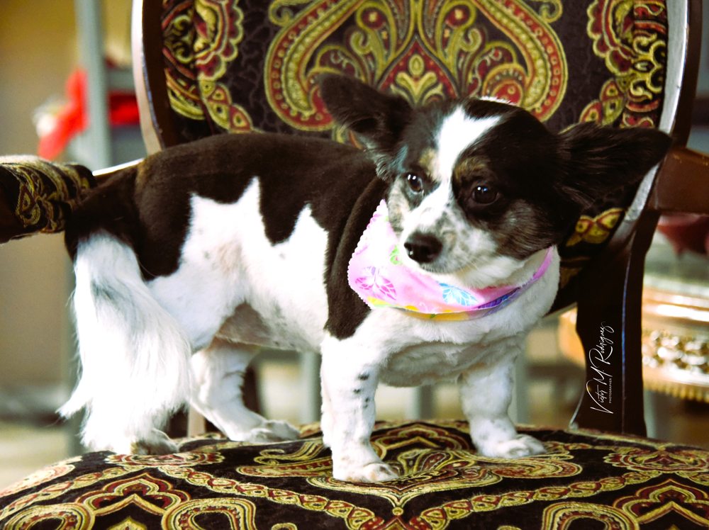 RHODA’S MASTER PET GROOMING Updated August 2024 13 Reviews 5928