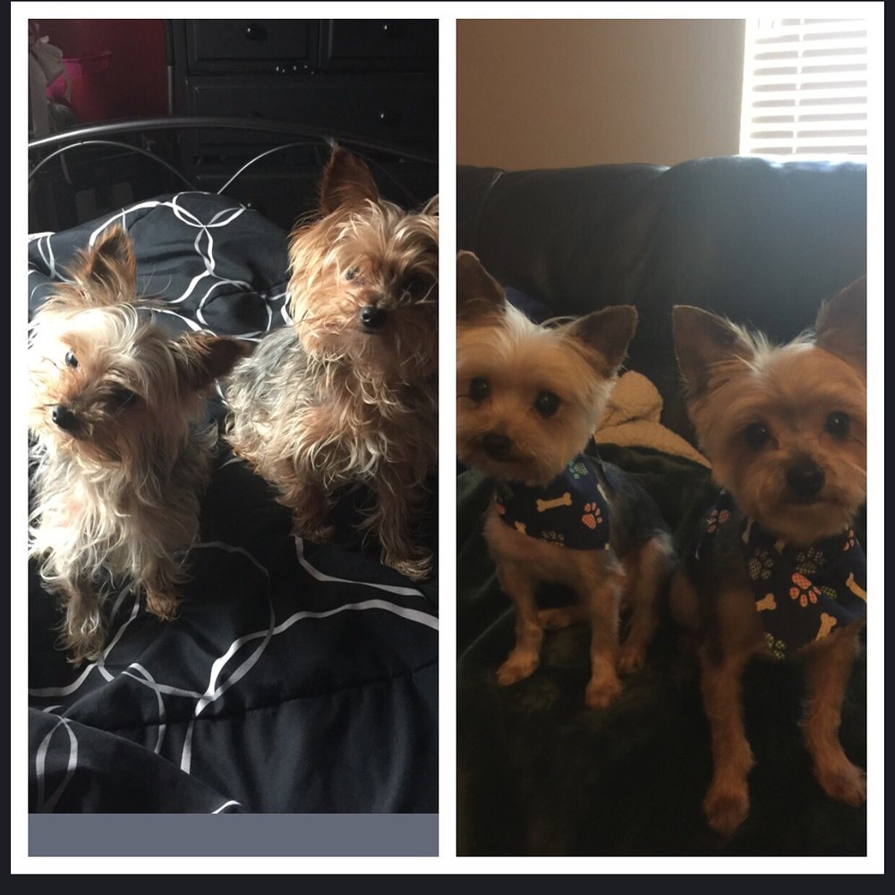 Pawsitive Karma - Before and after a MUCH needed visit to Pawsitive Karma - Pet Stores Near Me - Castro Valley, California Pawsitive Karma - Before and after a MUCH needed visit to Pawsitive Karma - Pet Stores Near Me - Castro Valley, California