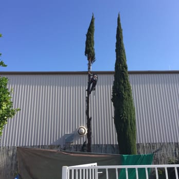 Michael's Tree Care - The guys hard at work. They blocked off their working area so the debris wouldn't fall into the pool. - Tree Services Near Me Michael's Tree Care - The guys hard at work. They blocked off their working area so the debris wouldn't fall into the pool. - Tree Services Near Me