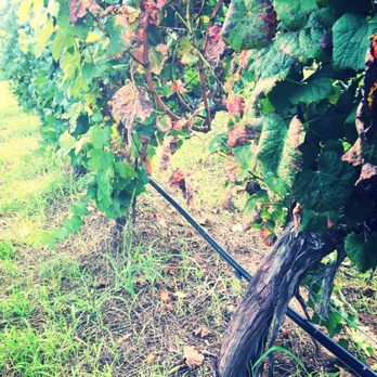 Napa Collection - The vines - Wineries Near Me - Johnson City, Texas Napa Collection - The vines - Wineries Near Me - Johnson City, Texas