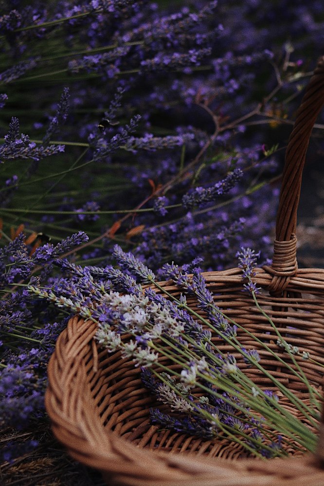 CRESCENT VALLEY FARM Pet Services 11708 Crescent Valley Dr NW, Gig